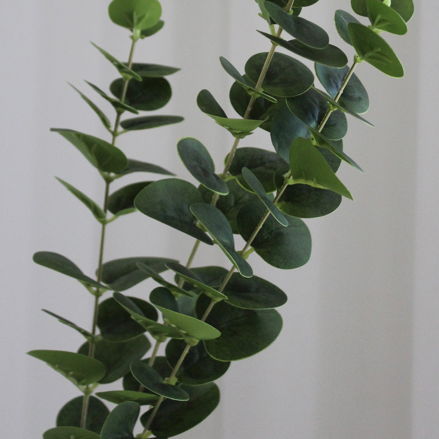 Eucalyptus grøn