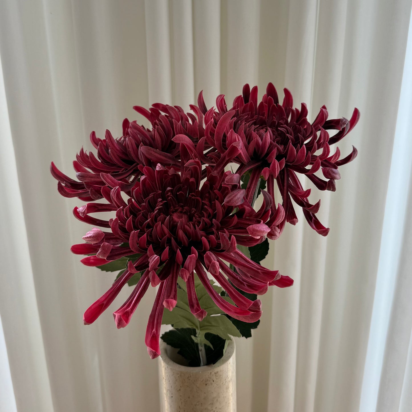 Chrysanthemum
mørkerød