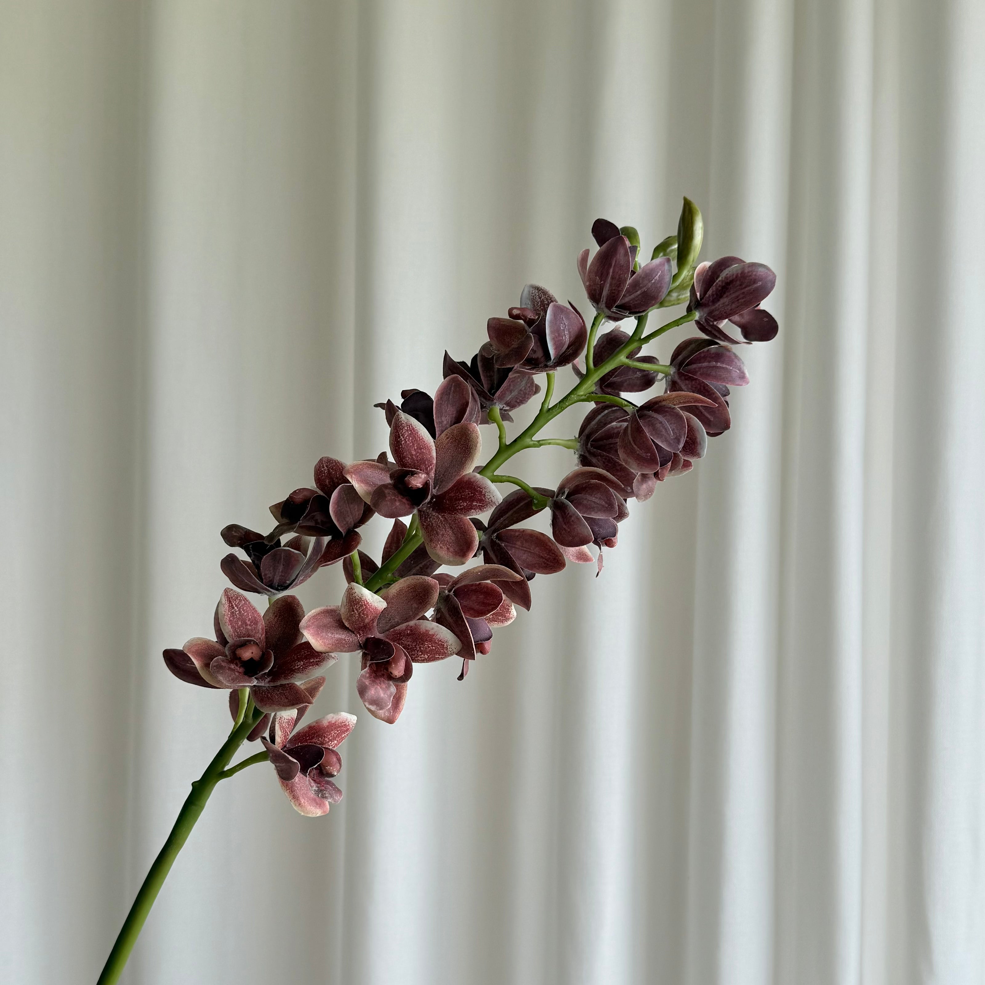 Cymbidium orchid