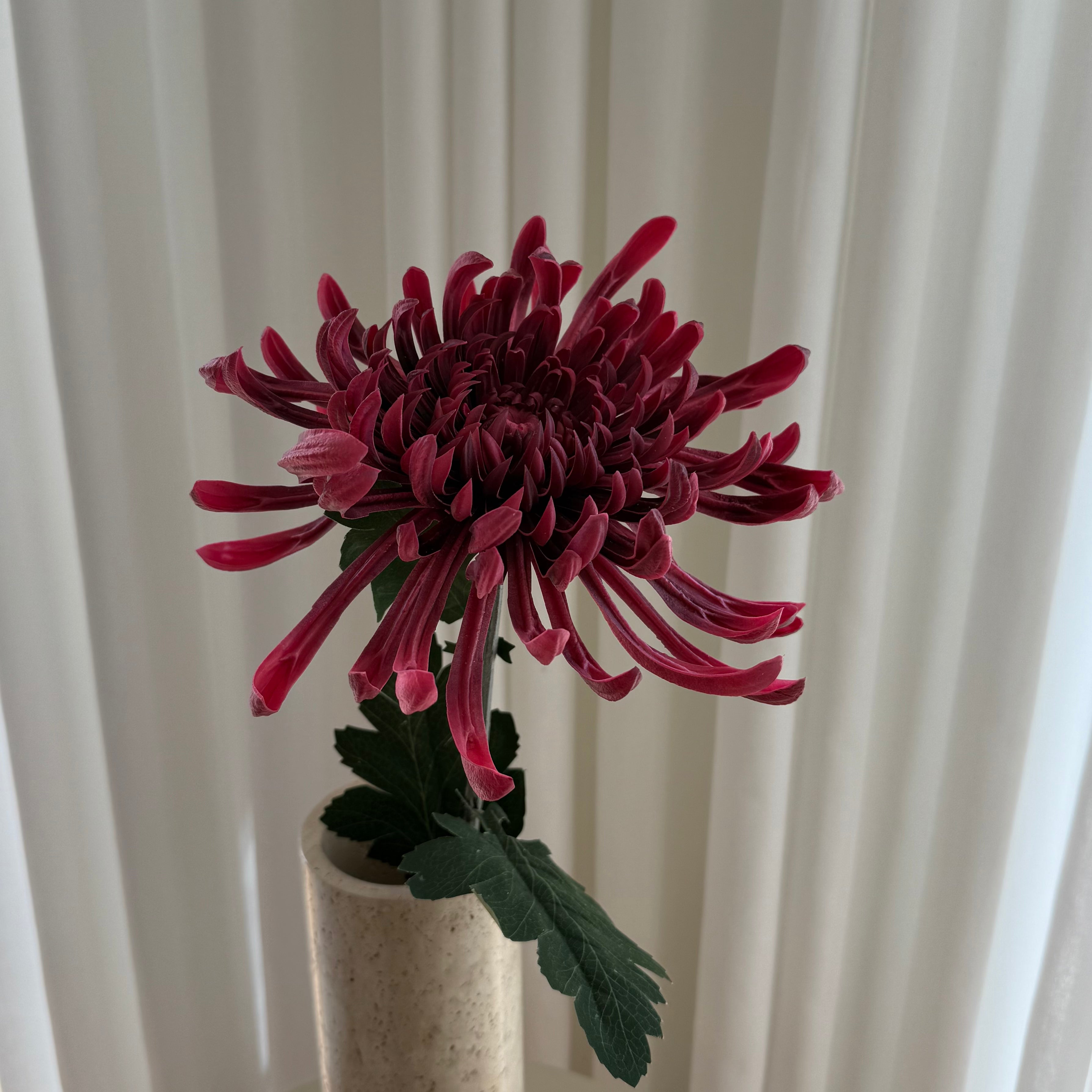Chrysanthemum
mørkerød