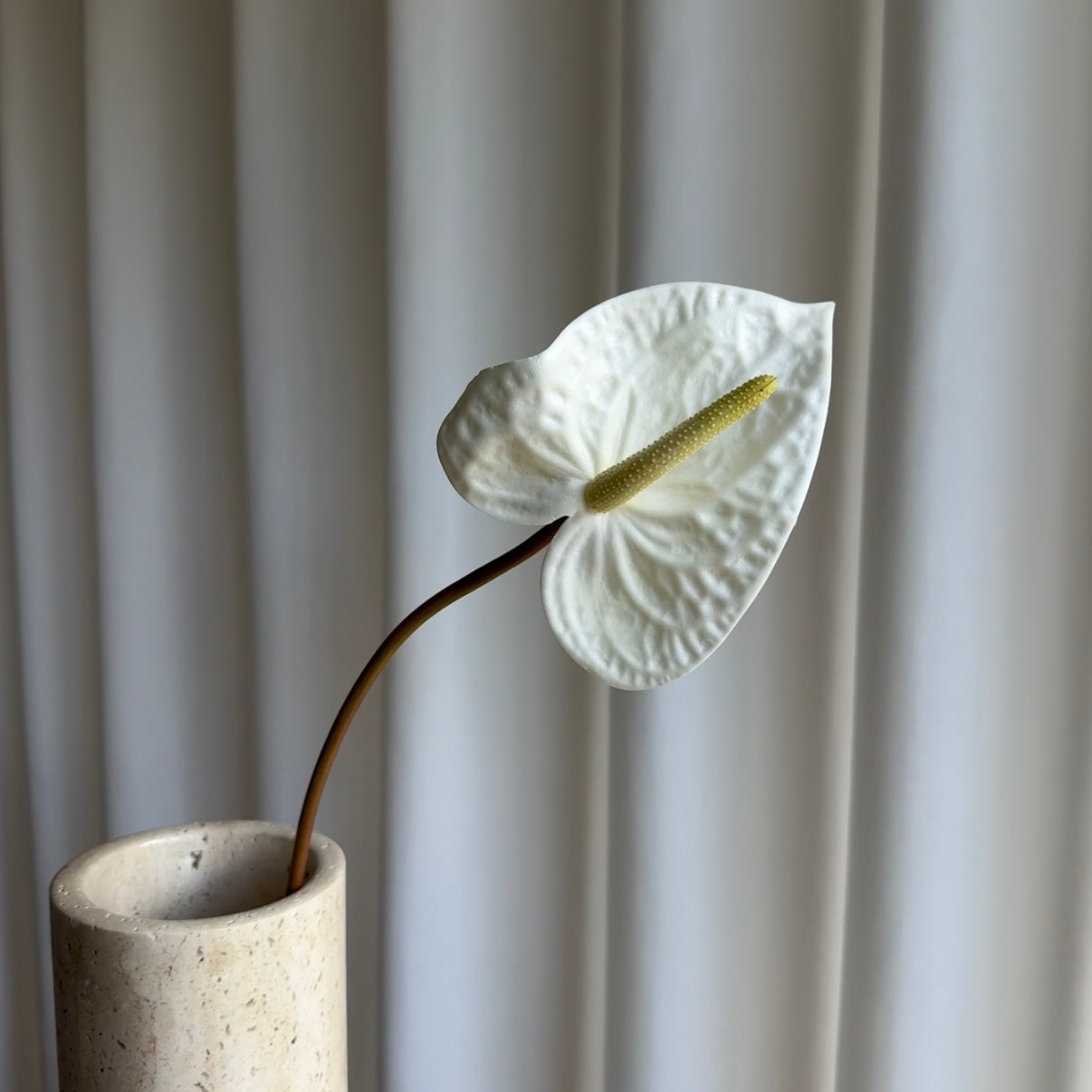 Anthurium hvid/gul
