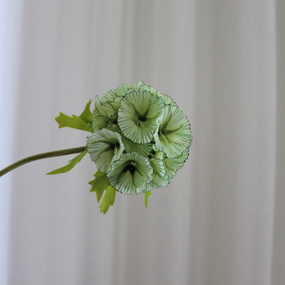 Scabiosa grøn