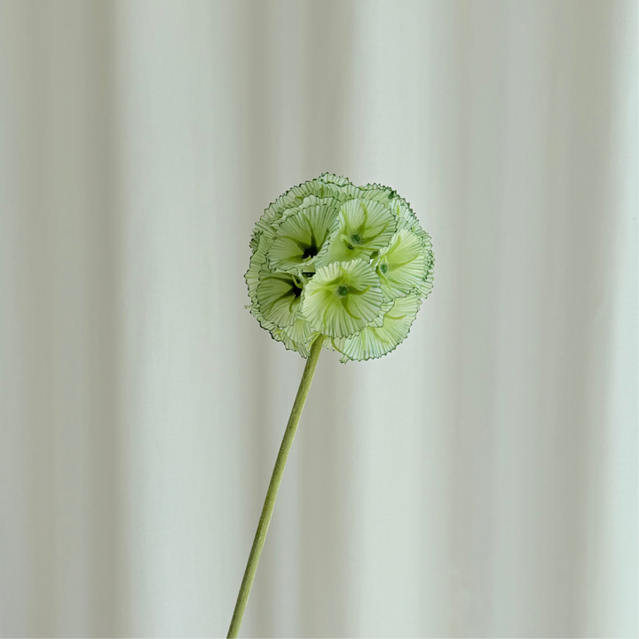 Scabiosa grøn