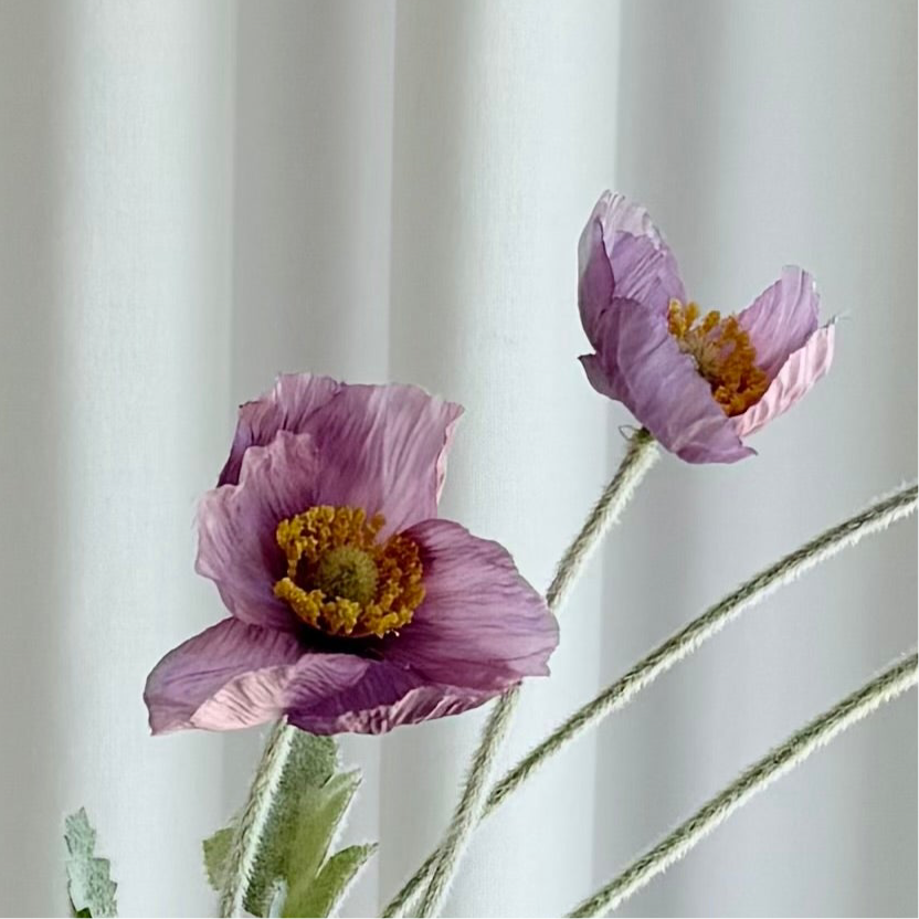 Poppy lilla