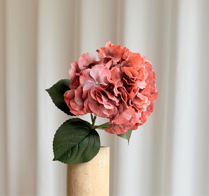 Hortensia orange