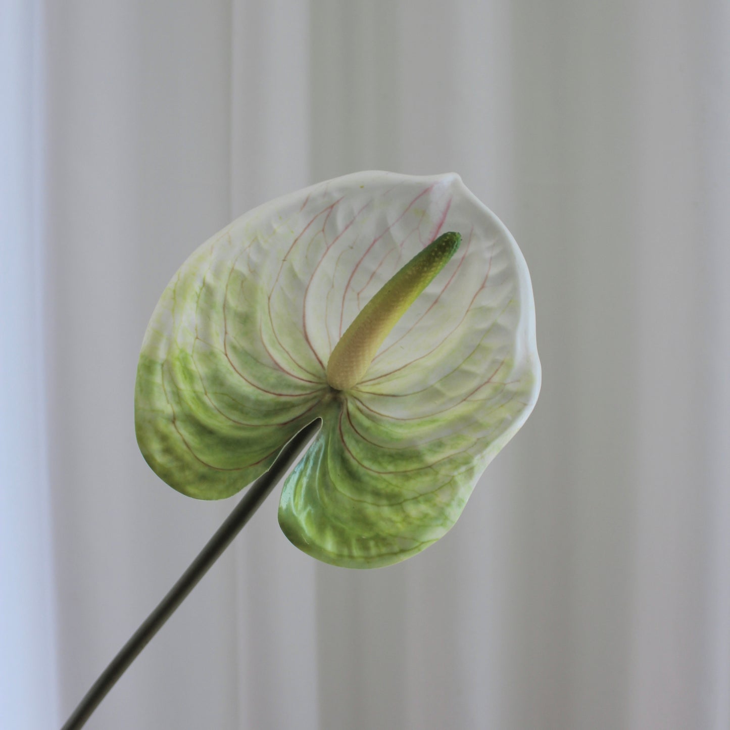 Anthurium grøn/hvid
