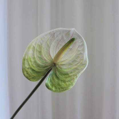 Anthurium grøn/hvid
