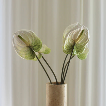 Anthurium grøn/hvid