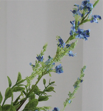 Salvia grass blå