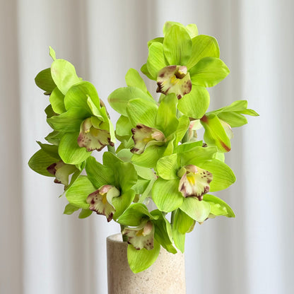 Cymbidium grøn