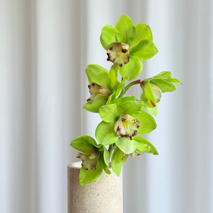 Cymbidium grøn