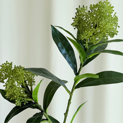 Skimmia grøn