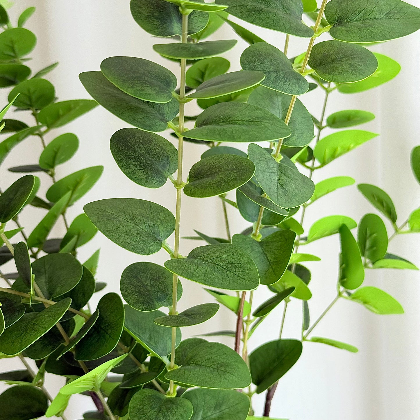 Eucalyptus grøn
