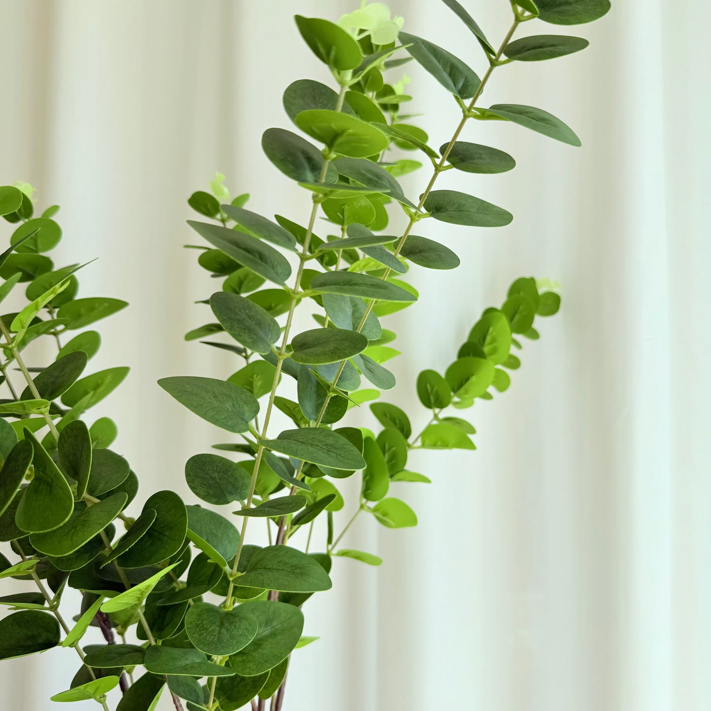Eucalyptus grøn