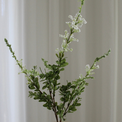 Salvia Grass hvid