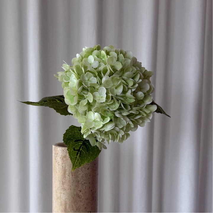 Hortensia lyse grøn