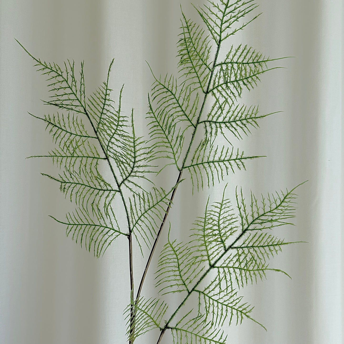 Fern grøn