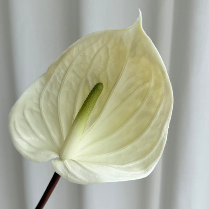 Anthurium hvid