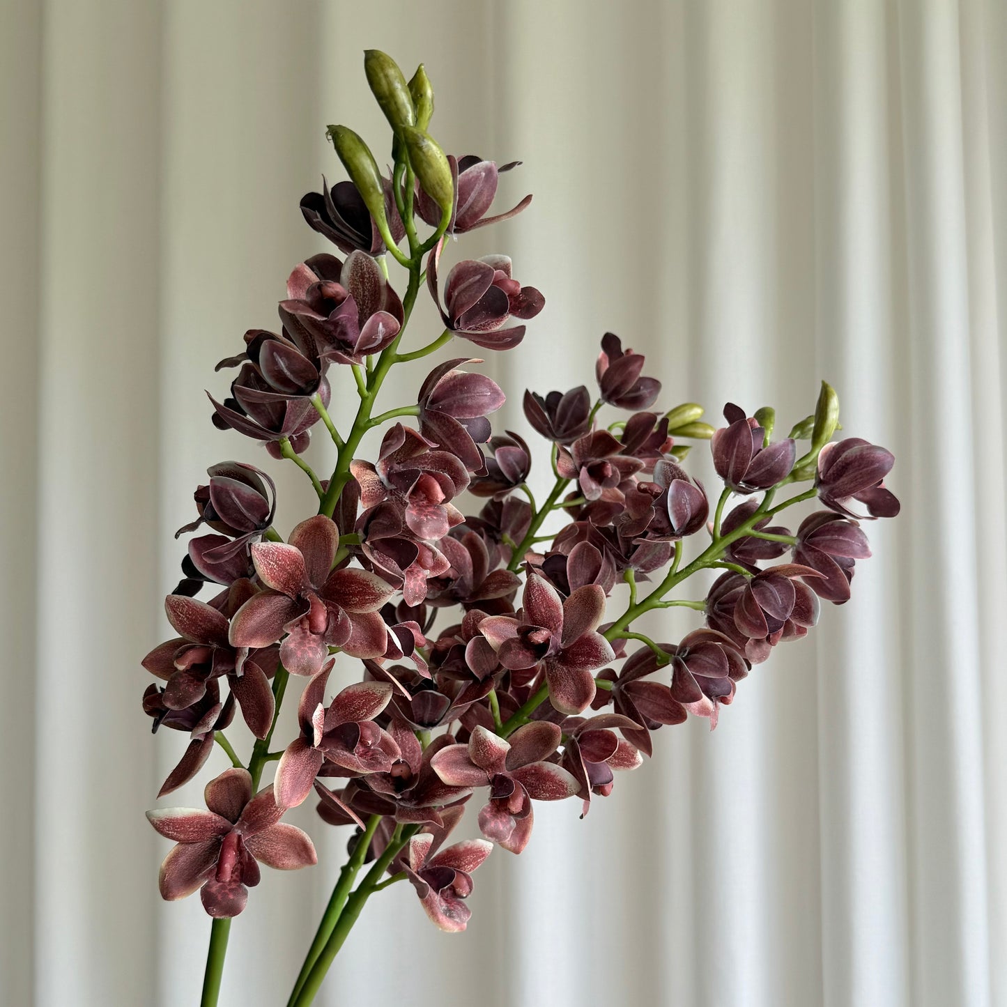 Cymbidium orchid