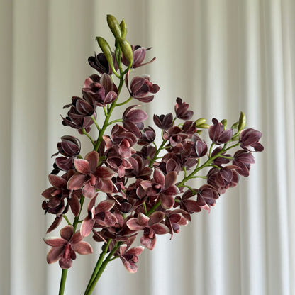 Cymbidium orchid
