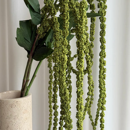 Amaranthus grøn