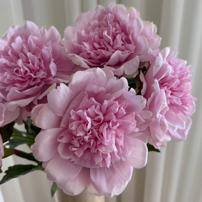 Pæon pink