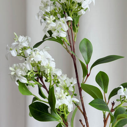 Hvid Lilac blomst