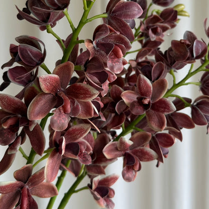 Cymbidium orchid