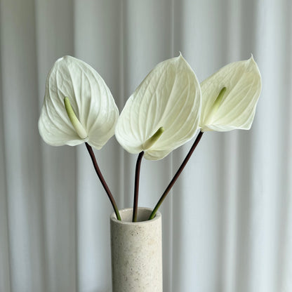 Anthurium hvid