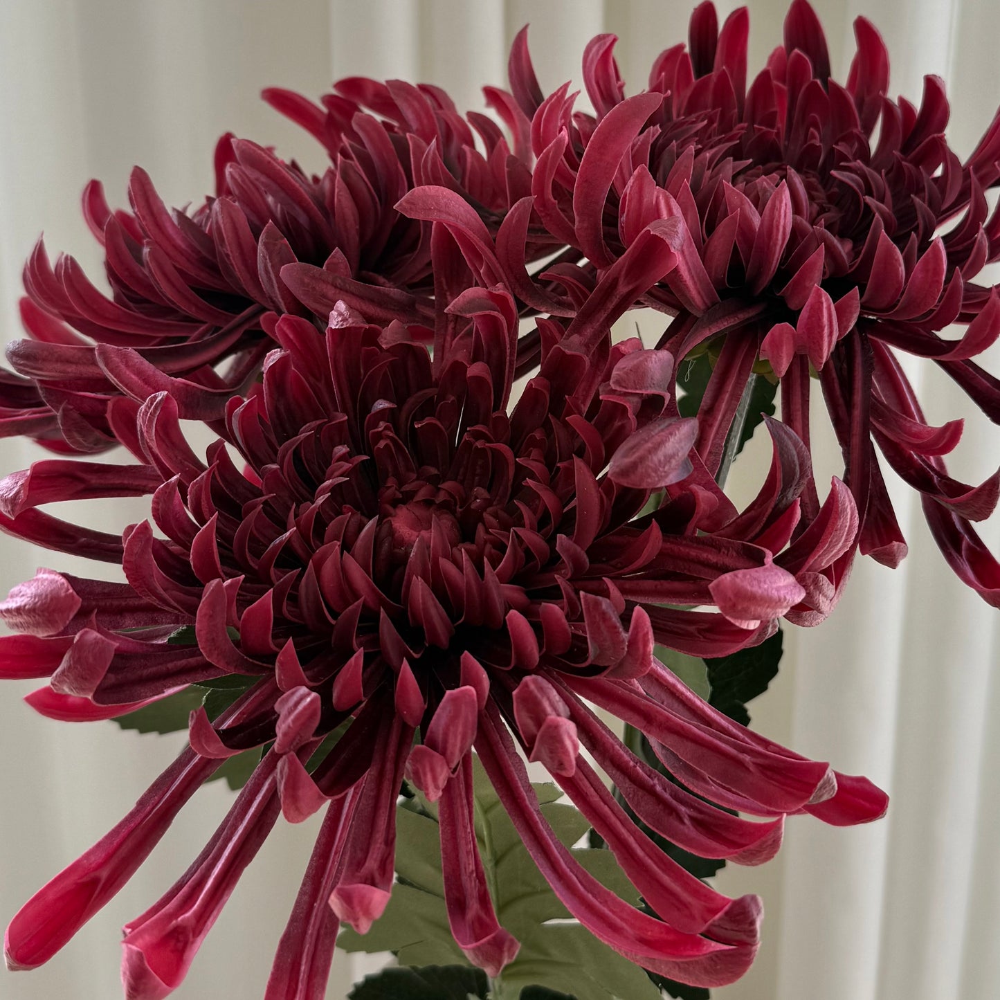 Chrysanthemum
 mørkerød