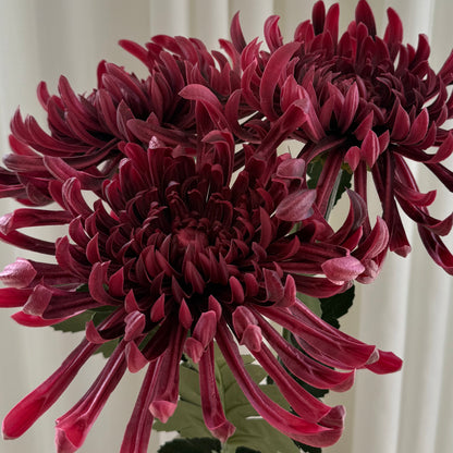 Chrysanthemum
 mørkerød