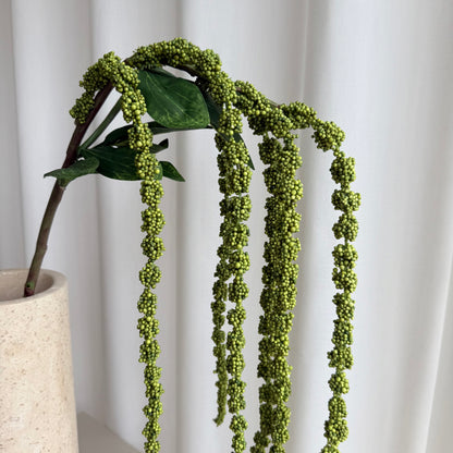 Amaranthus grøn