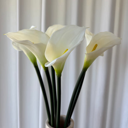 Calla hvid