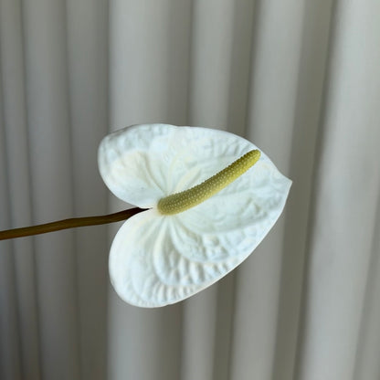 Anthurium hvid/gul