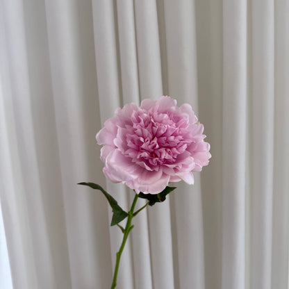 Pæon pink