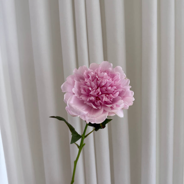 Pæon pink