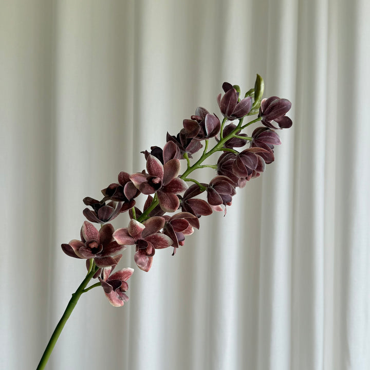 Cymbidium orchid