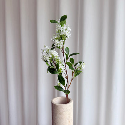 Hvid Lilac blomst