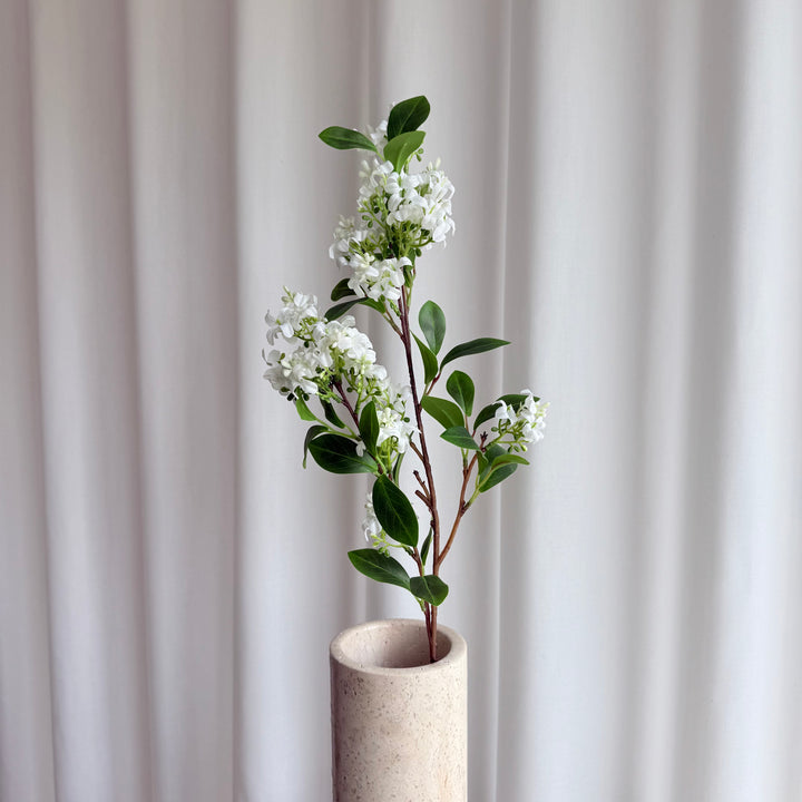 Hvid Lilac blomst