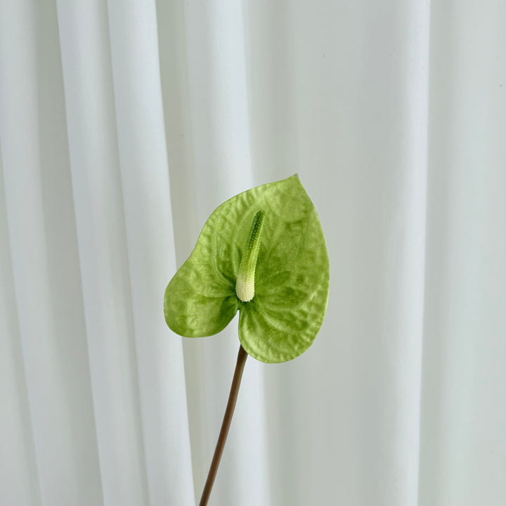 Anthurium grøn