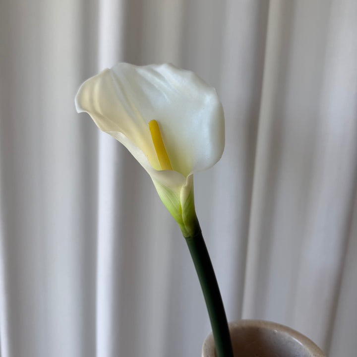 Calla hvid