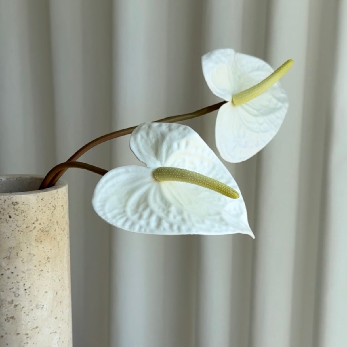 Anthurium hvid/gul