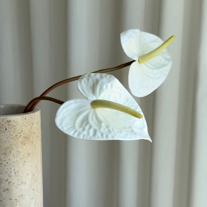 Anthurium hvid/gul