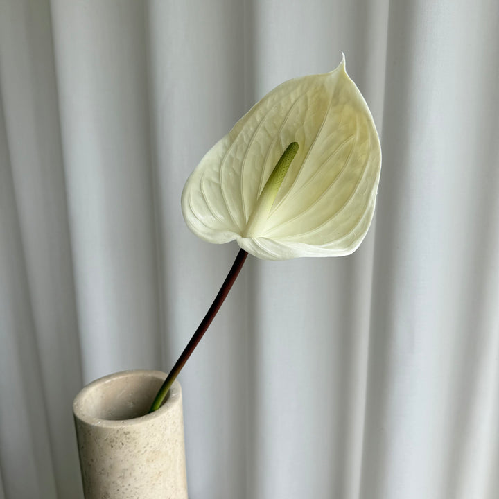 Anthurium hvid