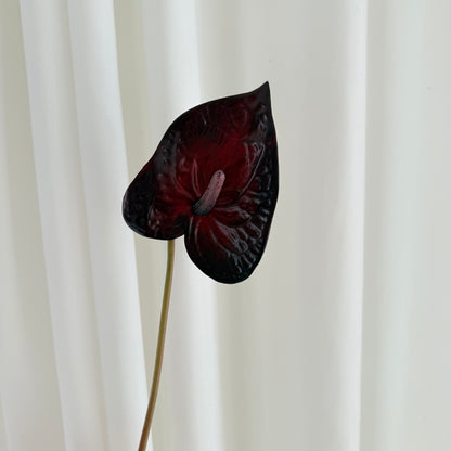 Anthurium mørke rød