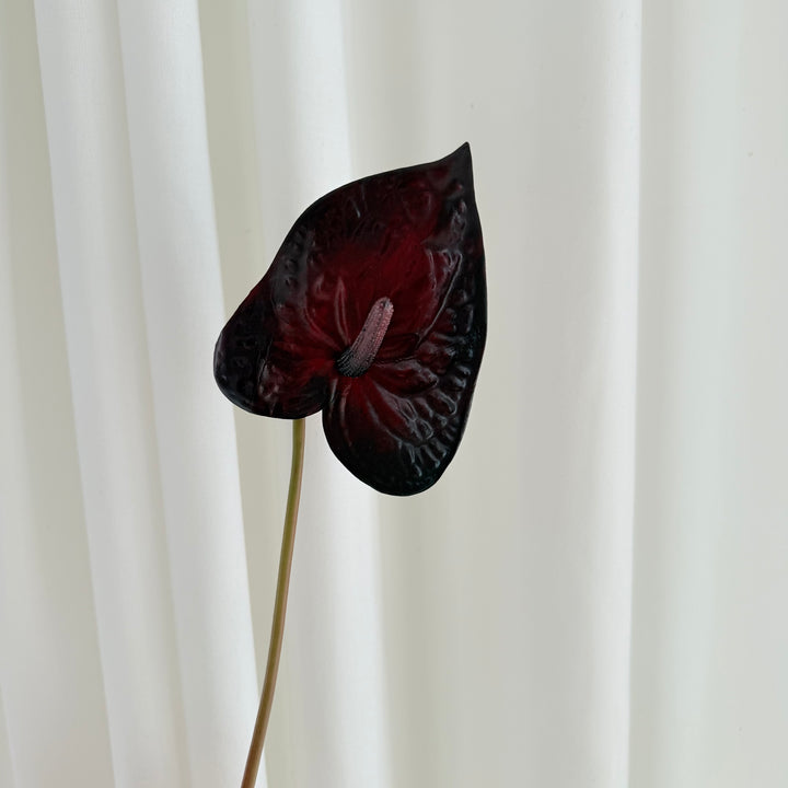 Anthurium mørke rød