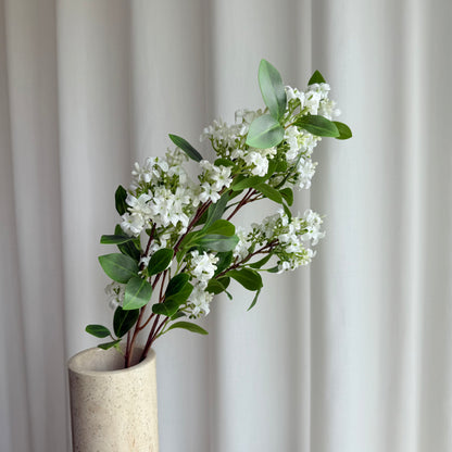 Hvid Lilac blomst