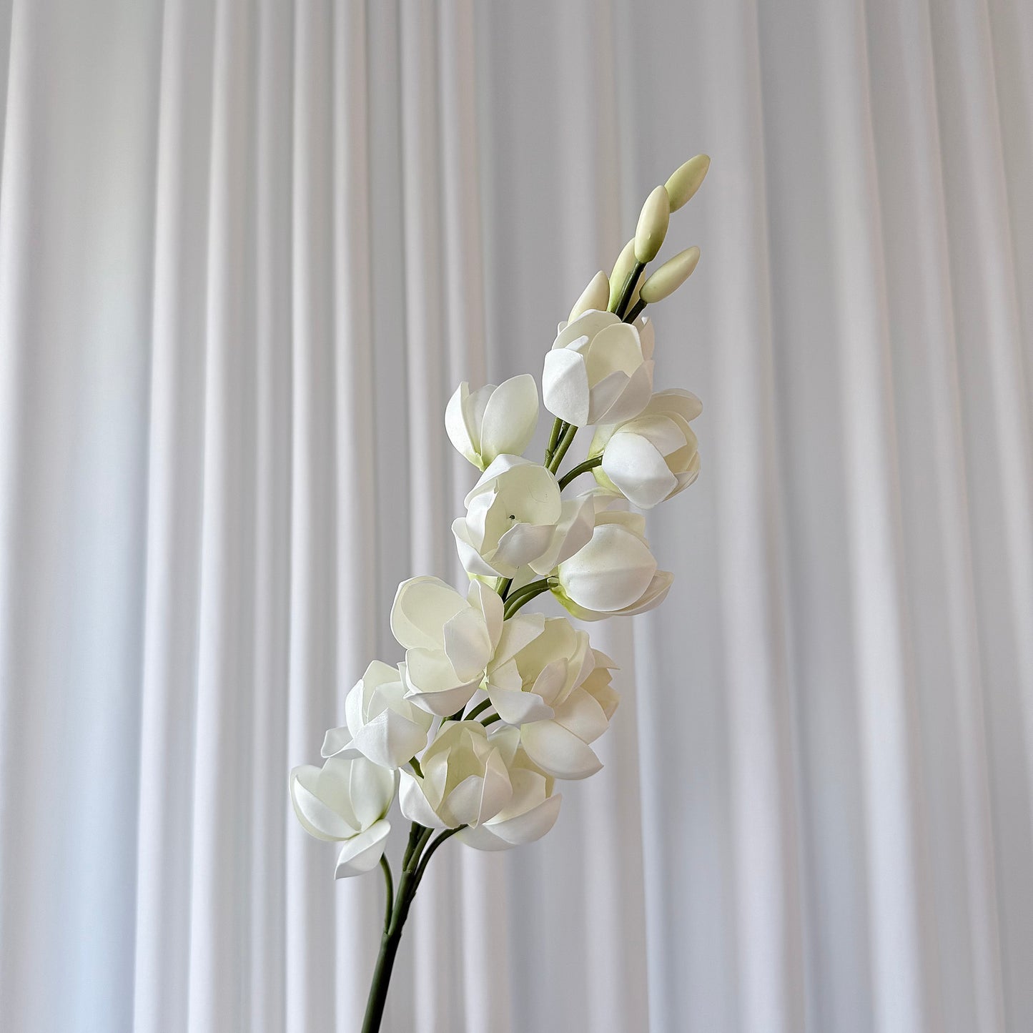 Gladiolus Orchid hvid