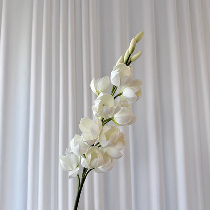 Gladiolus Orchid hvid