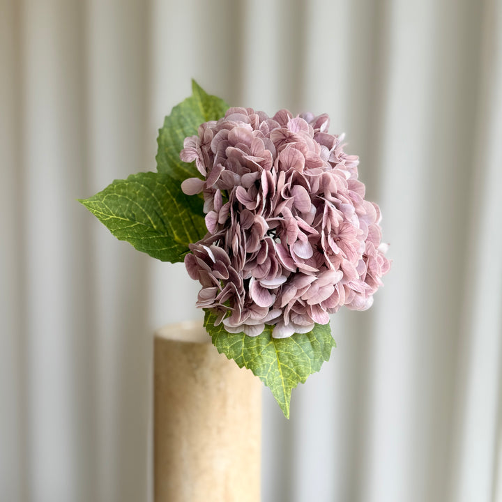 Hortensia lilla